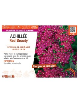ACHILLEE RED BEAUTY