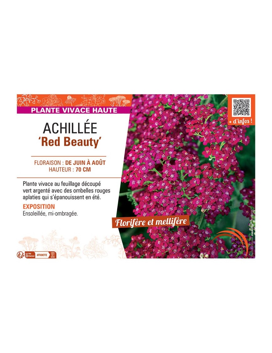 ACHILLEE RED BEAUTY