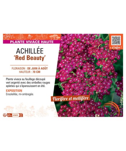 ACHILLEE RED BEAUTY