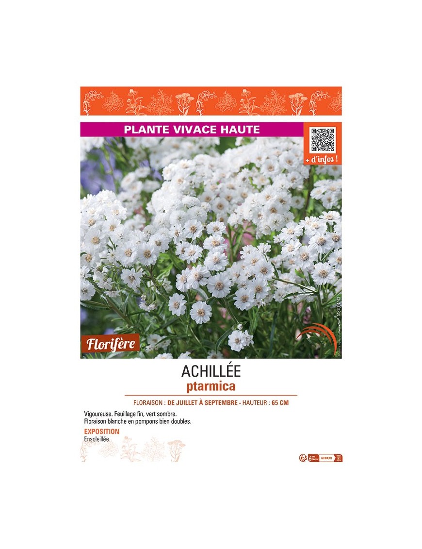 ACHILLEE PTARMICA