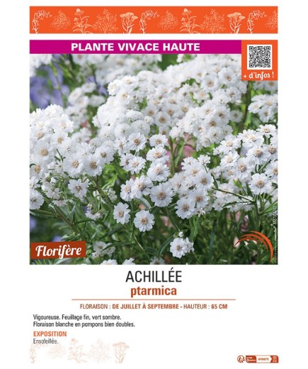 ACHILLEE PTARMICA