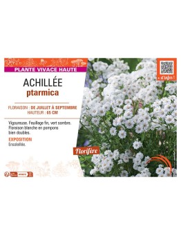 ACHILLEE PTARMICA