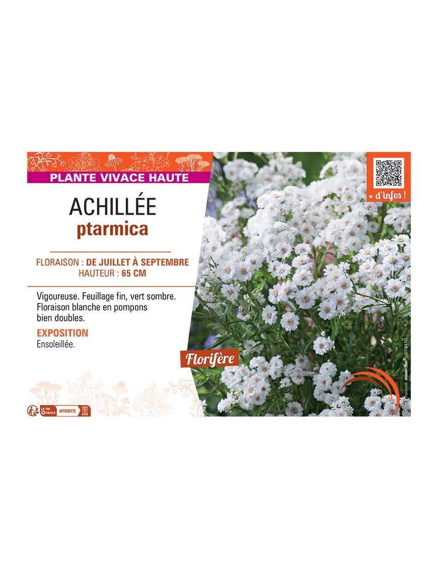 ACHILLEE PTARMICA
