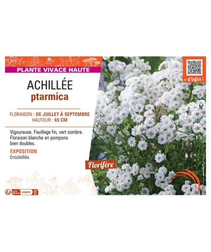 ACHILLEE PTARMICA