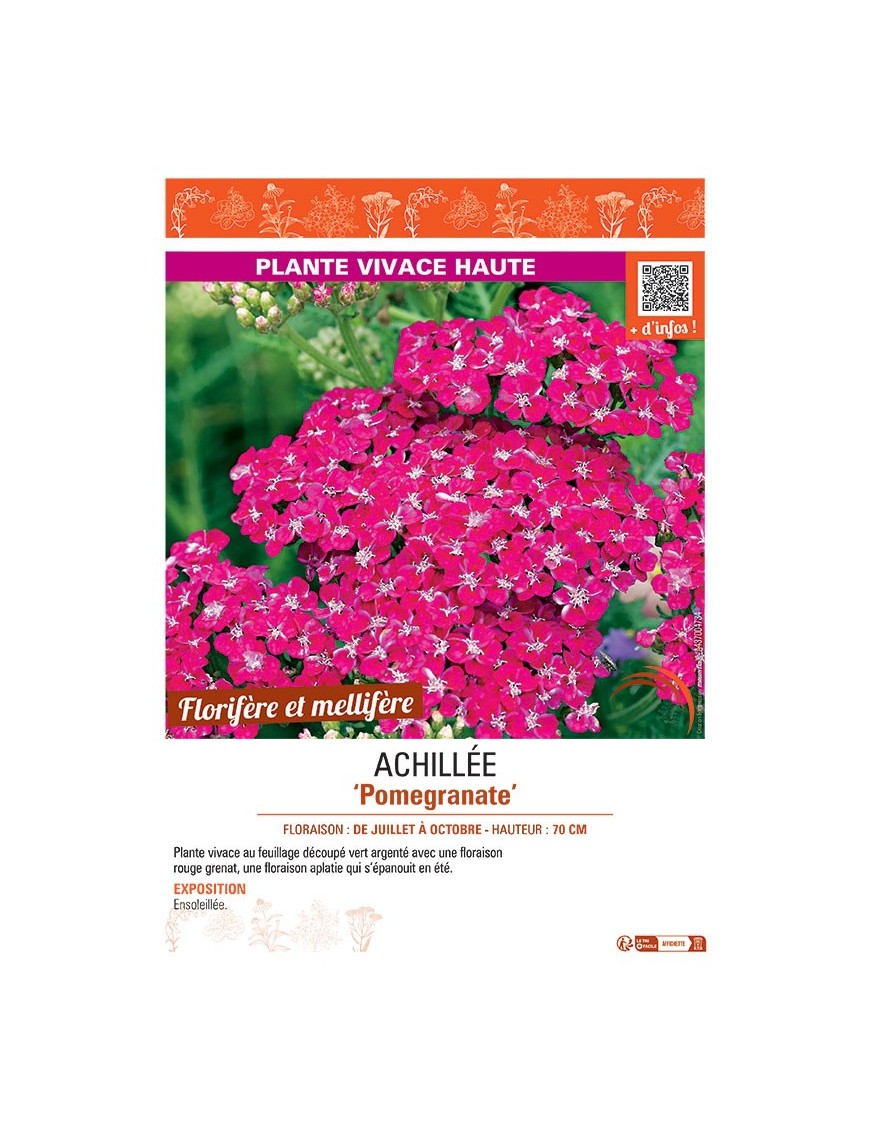 ACHILLEE POMEGRANATE