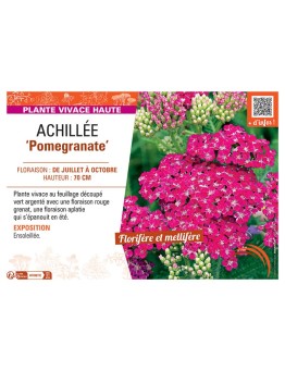 ACHILLEE POMEGRANATE