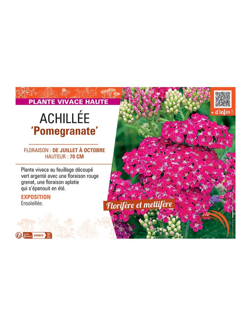 ACHILLEE POMEGRANATE