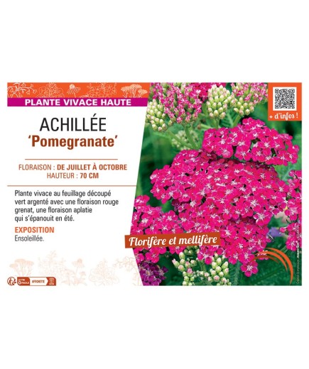 ACHILLEE POMEGRANATE
