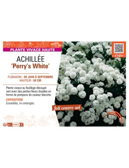 ACHILLEE PERRY'S WHITE
