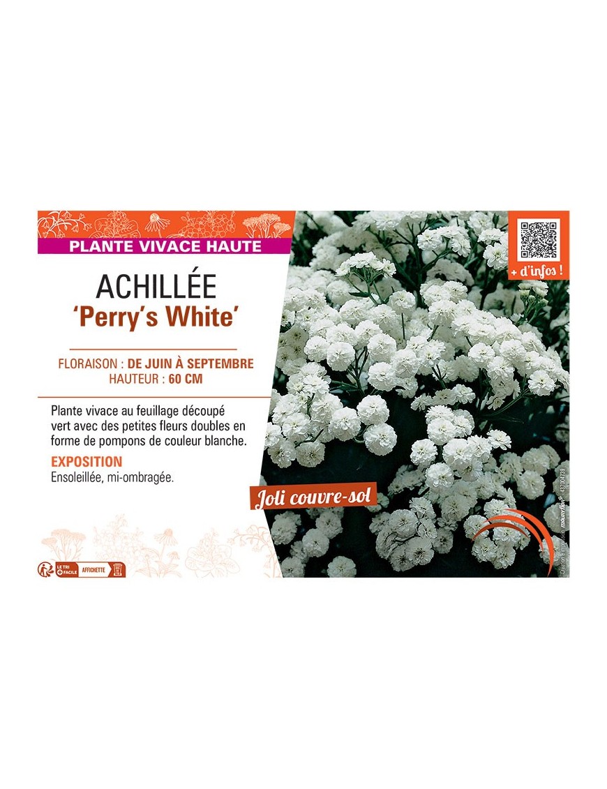 ACHILLEE PERRY'S WHITE