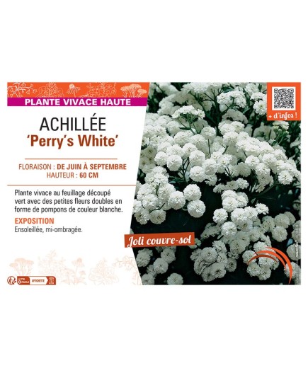 ACHILLEE PERRY'S WHITE