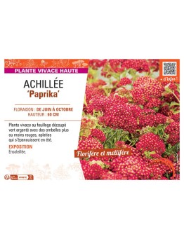 ACHILLEE PAPRIKA