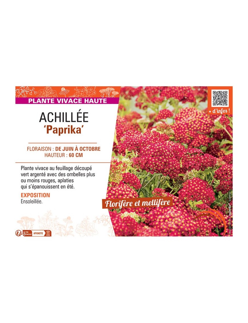 ACHILLEE PAPRIKA