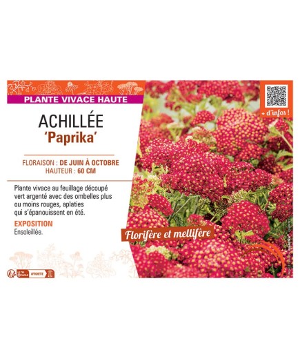 ACHILLEE PAPRIKA