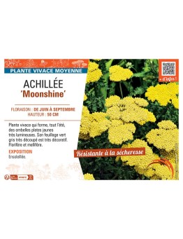 ACHILLEE MOONSHINE