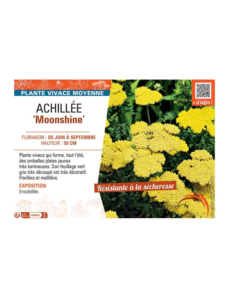 ACHILLEE MOONSHINE