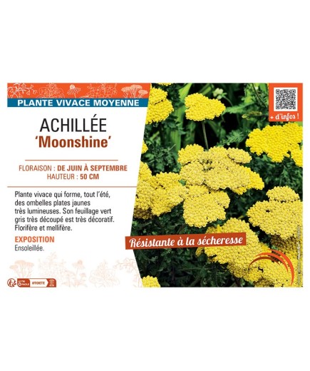 ACHILLEE MOONSHINE