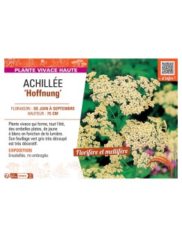 ACHILLEE HOFFNUNG