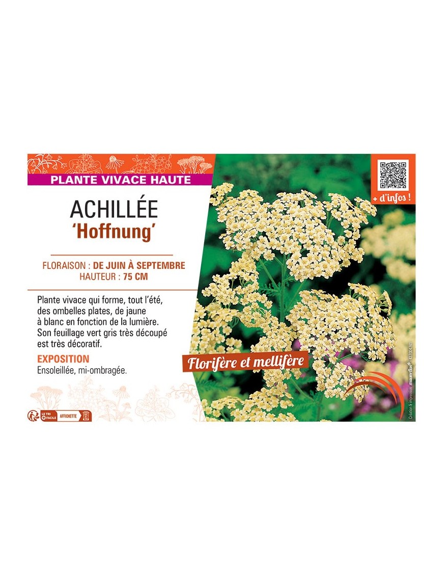 ACHILLEE HOFFNUNG