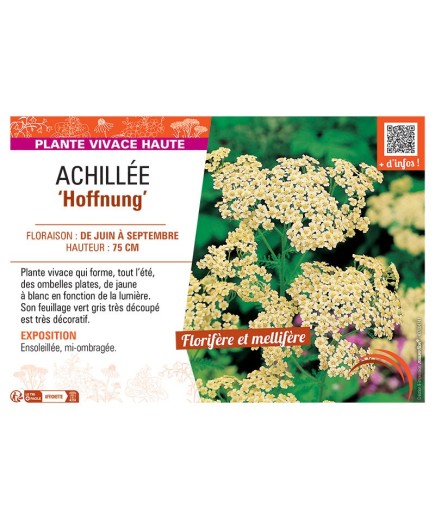 ACHILLEE HOFFNUNG