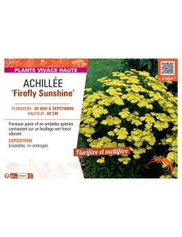 ACHILLEE FIREFLY SUNSHINE