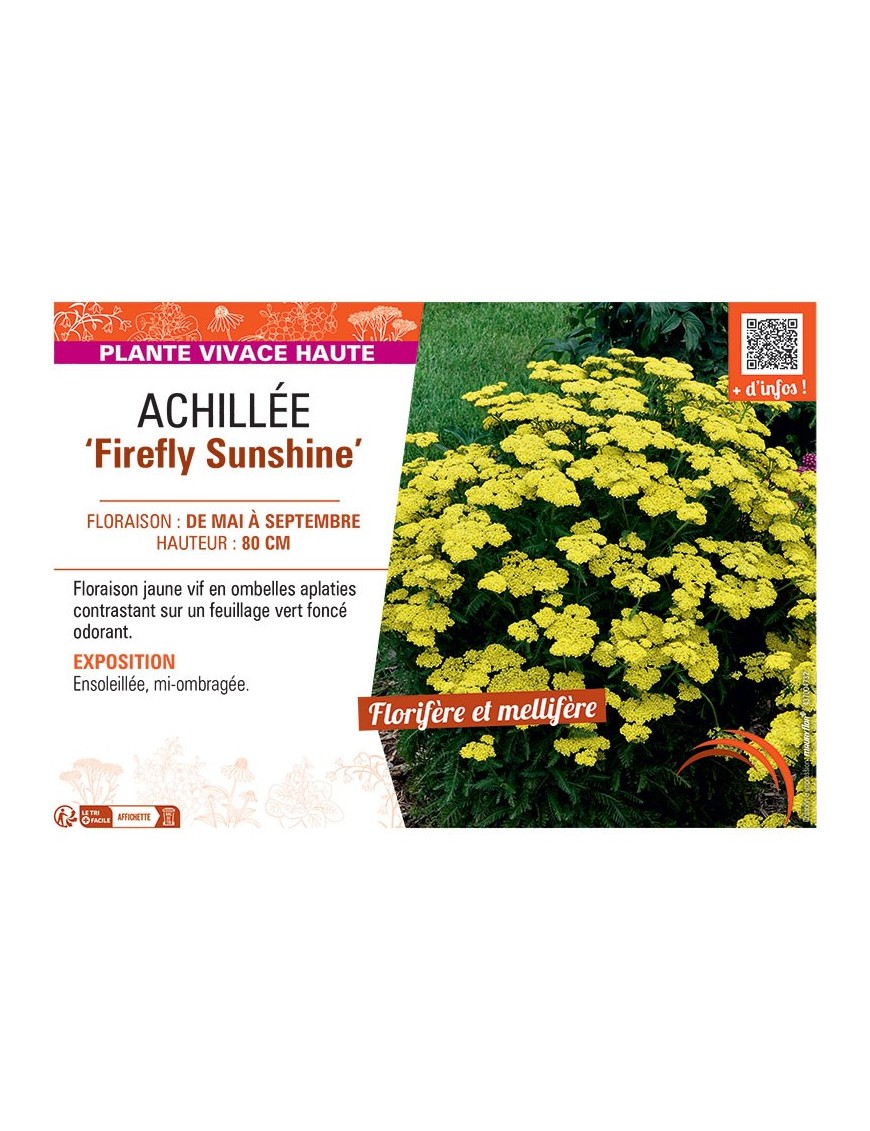 ACHILLEE FIREFLY SUNSHINE