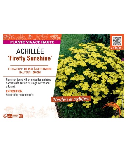 ACHILLEE FIREFLY SUNSHINE