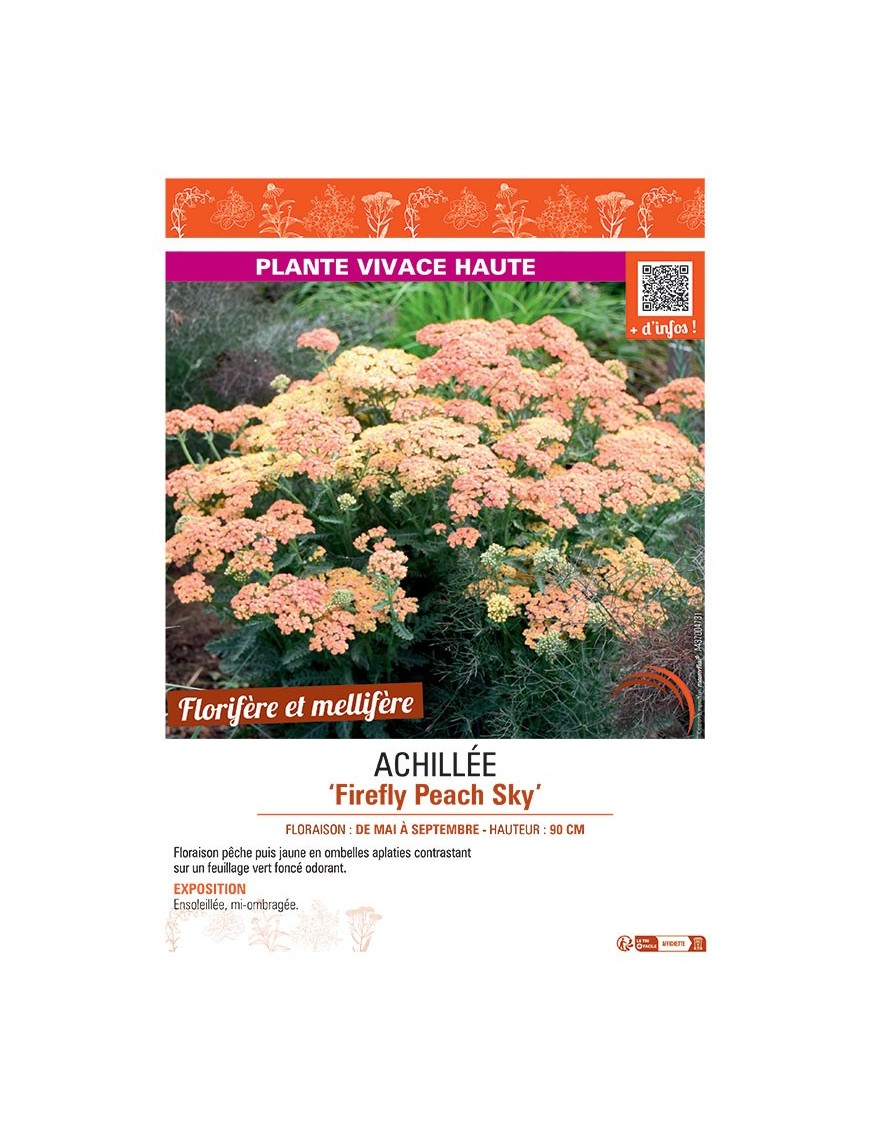 ACHILLEE FIREFLY PEACH SKY