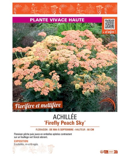 ACHILLEE FIREFLY PEACH SKY
