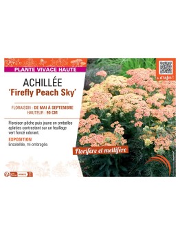 ACHILLEE FIREFLY PEACH SKY