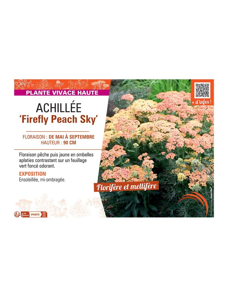 ACHILLEE FIREFLY PEACH SKY