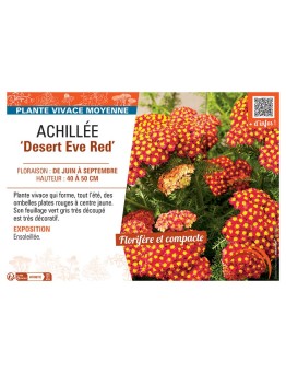 ACHILLEE DESERT EVE RED