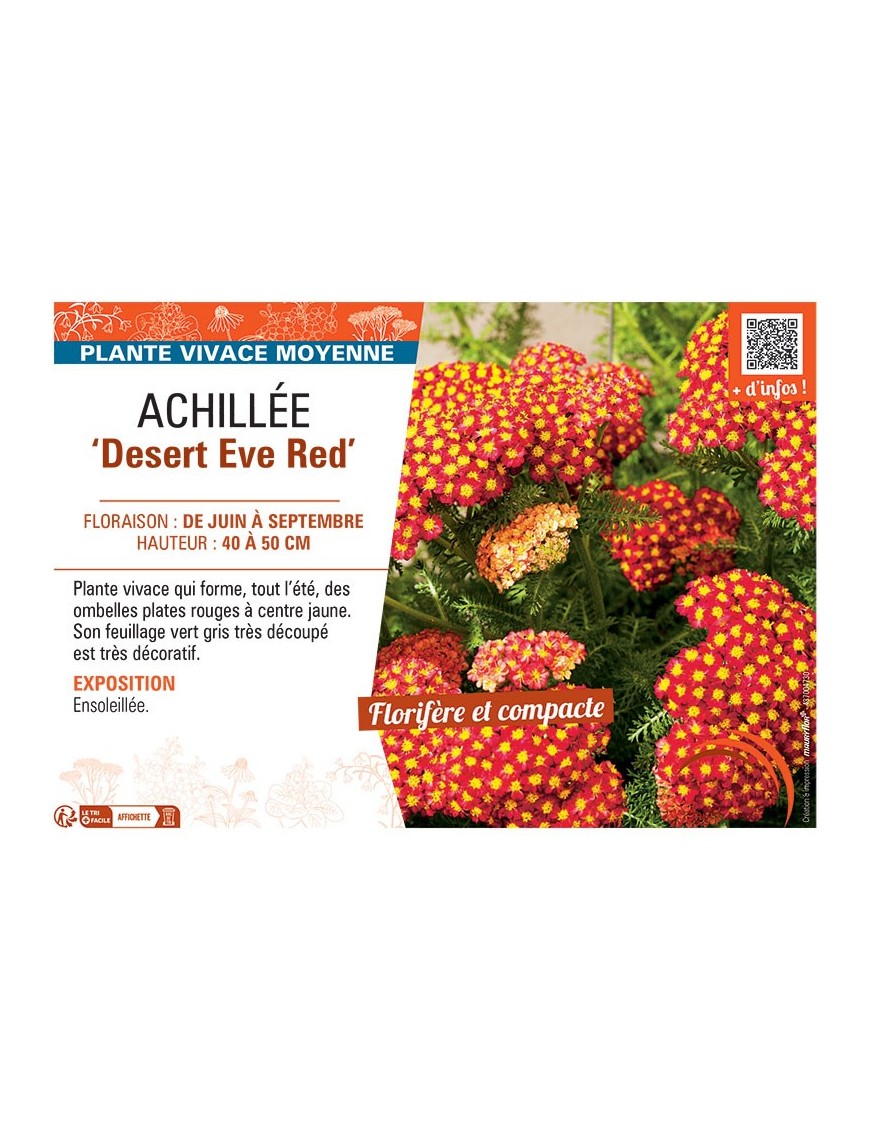 ACHILLEE DESERT EVE RED