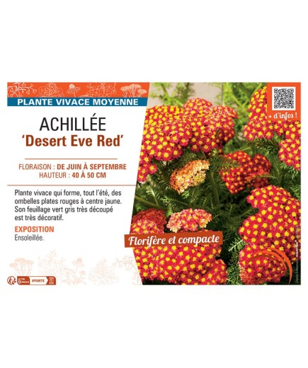ACHILLEE DESERT EVE RED