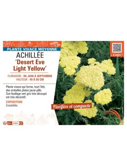 ACHILLEE DESERT EVE LIGHT YELLOW