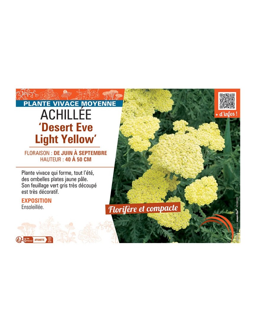 ACHILLEE DESERT EVE LIGHT YELLOW