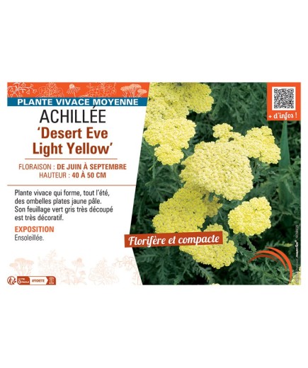 ACHILLEE DESERT EVE LIGHT YELLOW