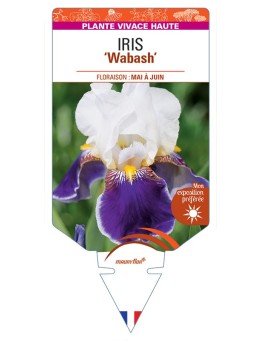 IRIS (germanica) Wabash