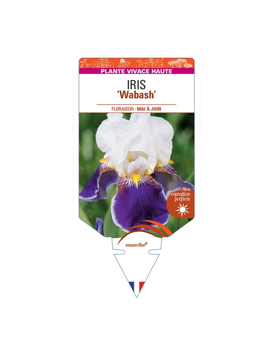 IRIS (germanica) Wabash