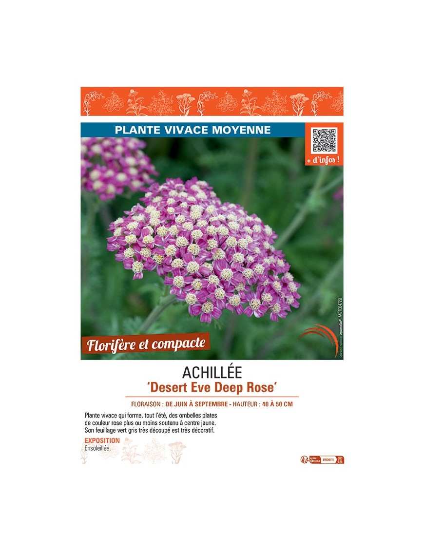 ACHILLEE DESERT EVE DEEP ROSE