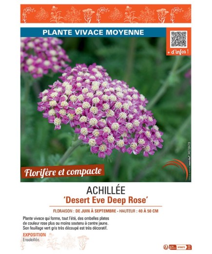 ACHILLEE DESERT EVE DEEP ROSE