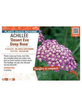 ACHILLEE DESERT EVE DEEP ROSE
