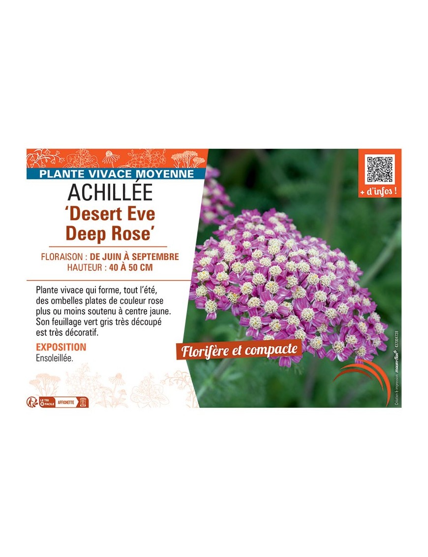 ACHILLEE DESERT EVE DEEP ROSE