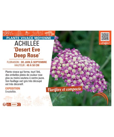 ACHILLEE DESERT EVE DEEP ROSE