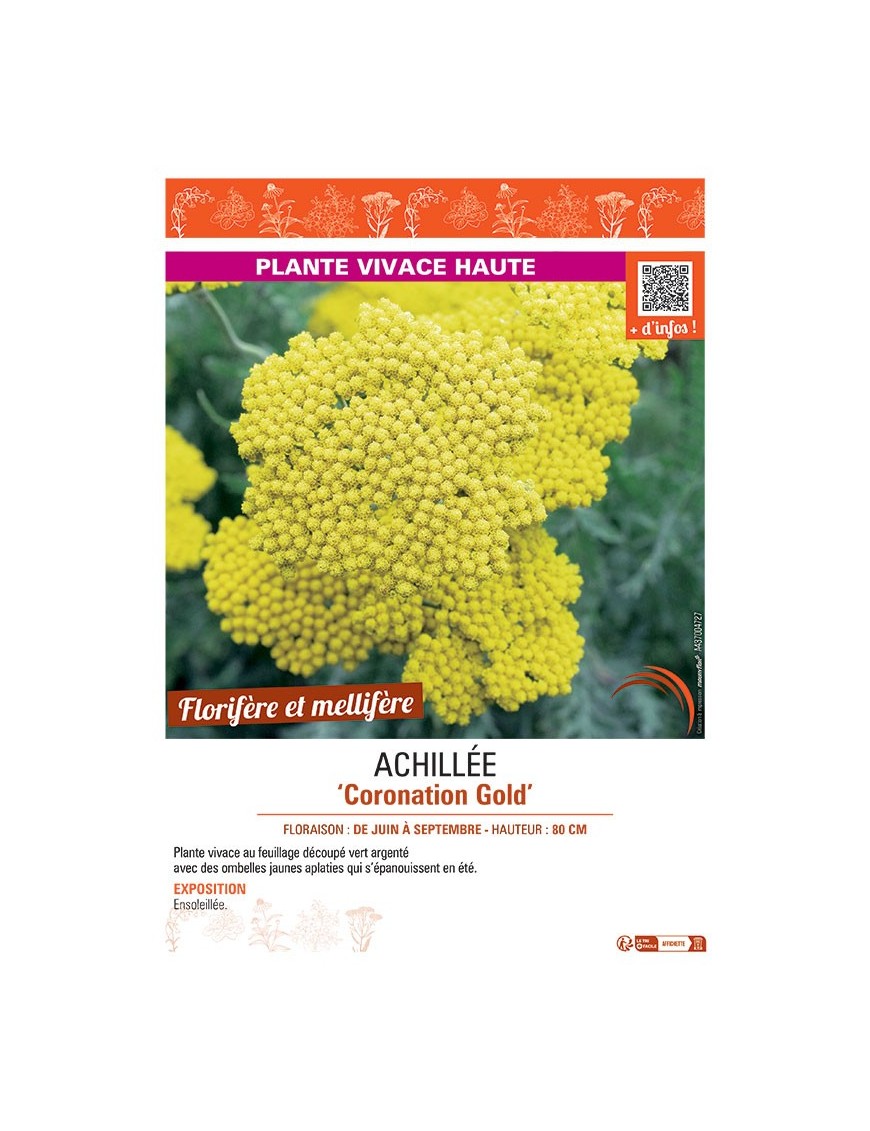 ACHILLEE CORONATION GOLD