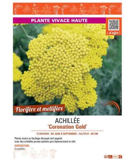 ACHILLEE CORONATION GOLD