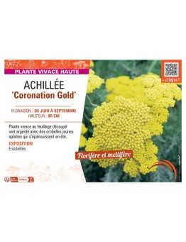 ACHILLEE CORONATION GOLD