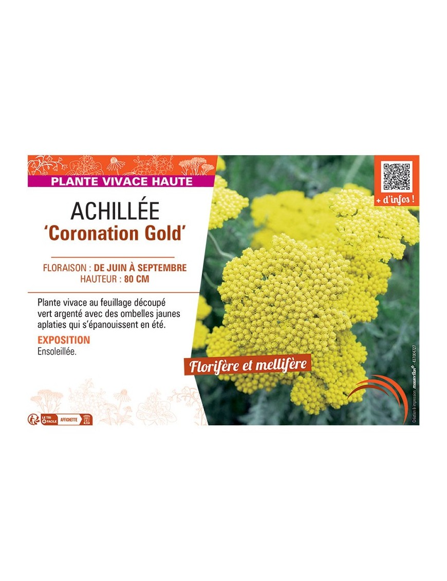 ACHILLEE CORONATION GOLD
