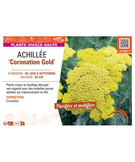 ACHILLEE CORONATION GOLD