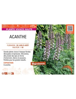 ACANTHE